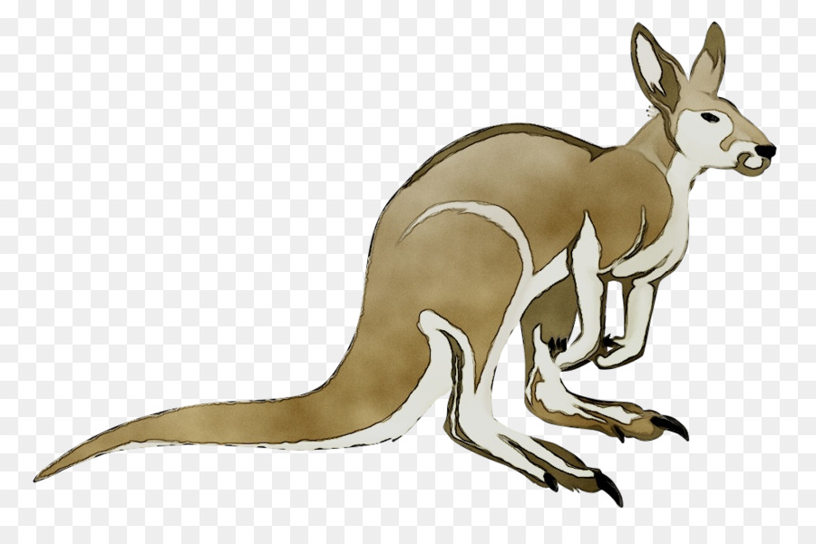 Canguro，Perro PNG