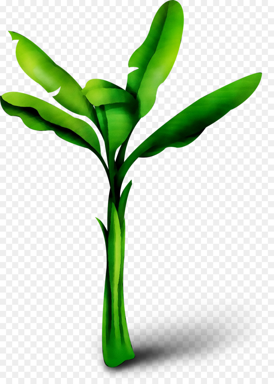 Hardy Banana，Hoja De Plátano PNG