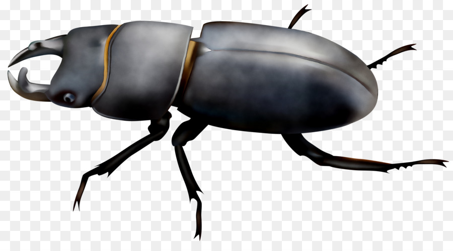 Escarabajo，Arte PNG