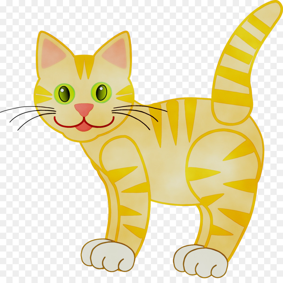 Gatito，Shorthair Americano PNG