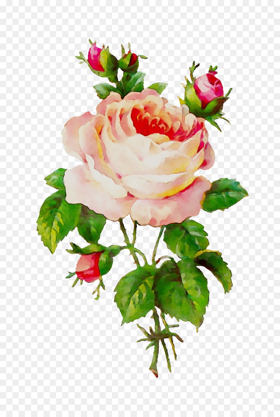 Rosa Rosa，Floración PNG