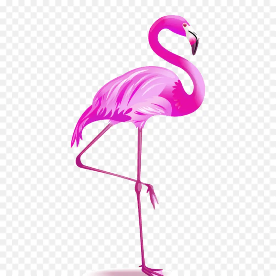 Flamingo，Royaltyfree PNG