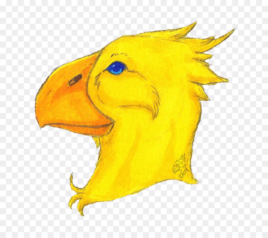 Pico，Aves PNG