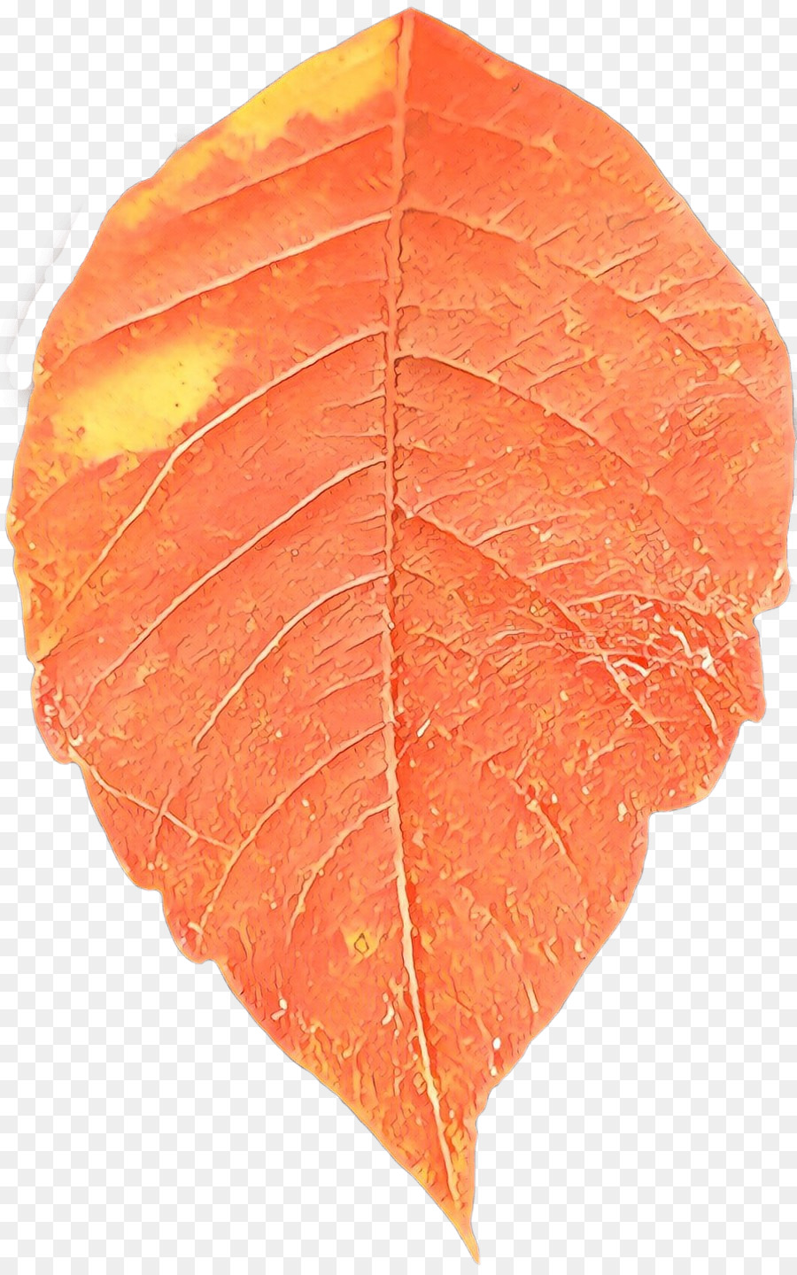 Hoja，La Flor De Pascua PNG