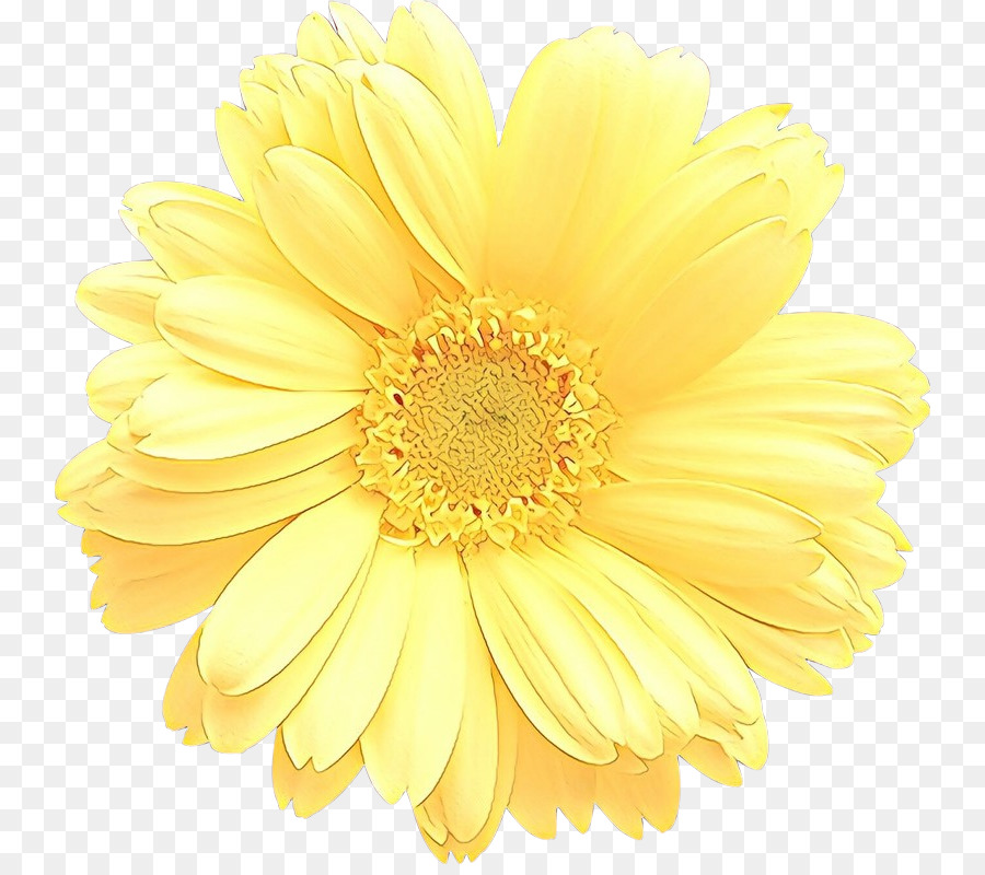 Flor，Transvaal Daisy PNG