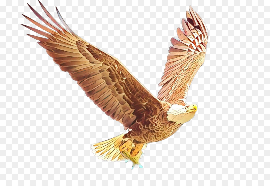 águila Calva，águila PNG