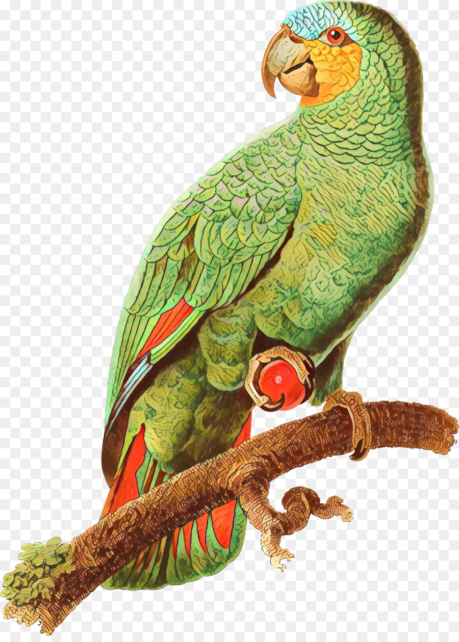 Guacamayo，Parakeet PNG