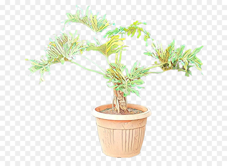 Bonsai，árbol De Philodendron PNG