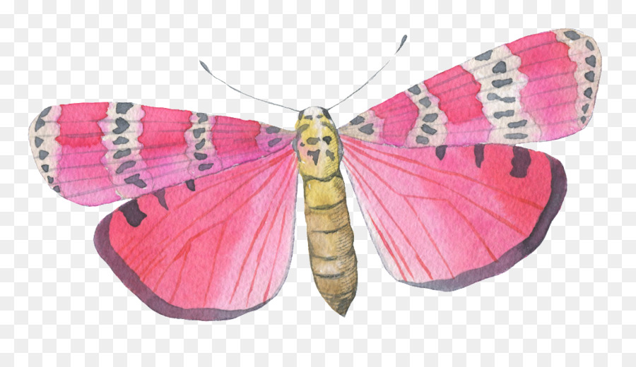 Mariposa，Pintura A La Acuarela PNG