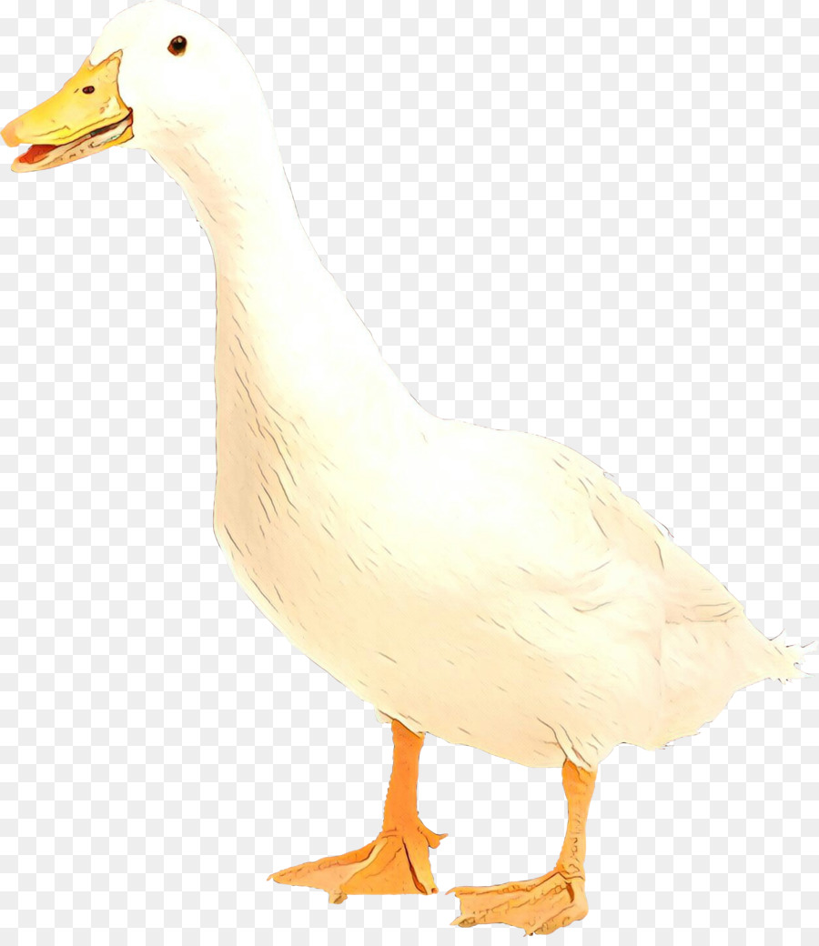 Pato，Ganso PNG