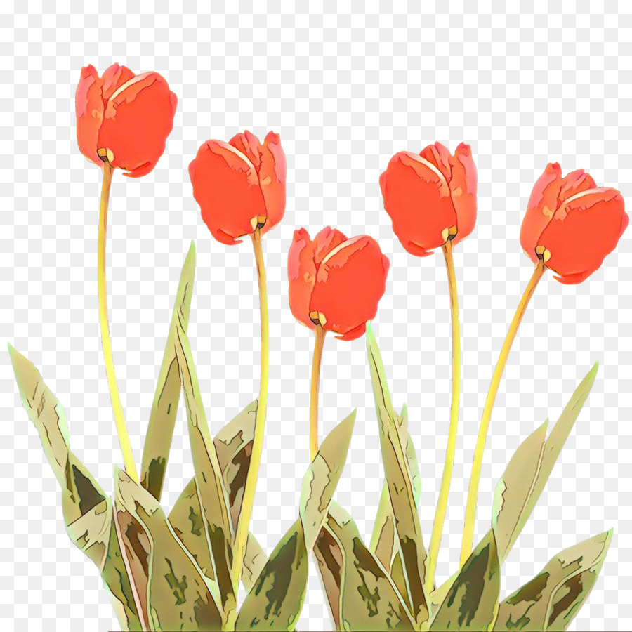 Tulip，Flor PNG