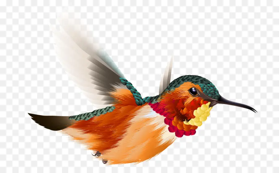 Una Fotografía De Stock，Colibrí PNG