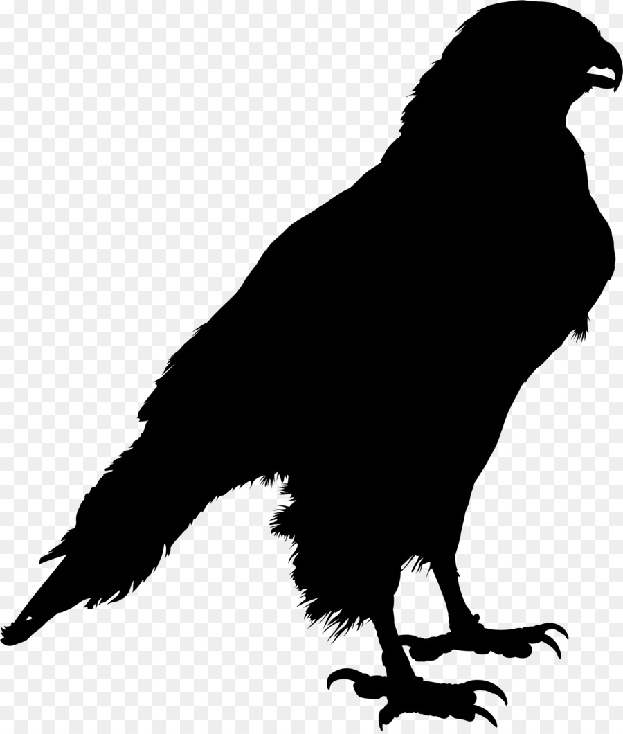 Común Raven，Silueta PNG