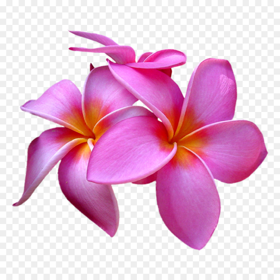 Flor，Frangipani Rojo PNG