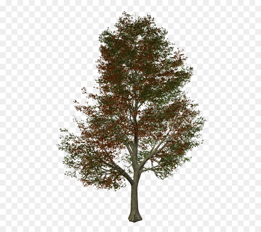 Árbol，La Energía Renovable PNG