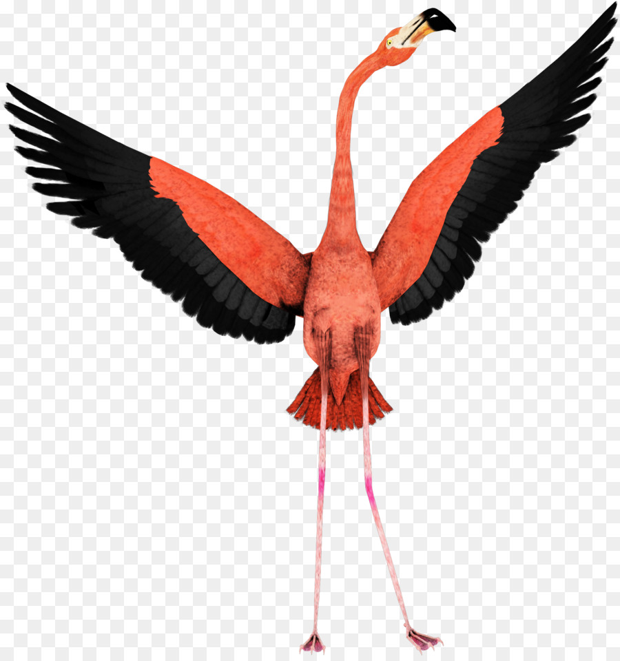 Flamingo，Aves PNG