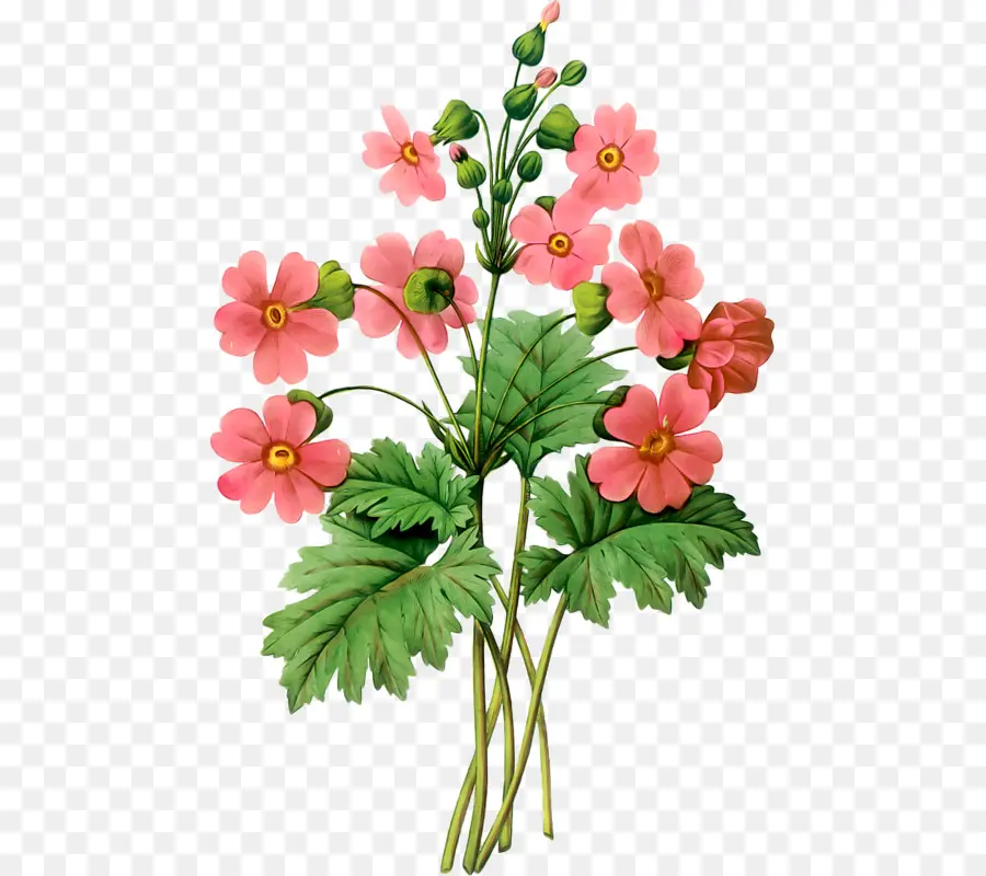 Primula Sinensis，La Botánica PNG