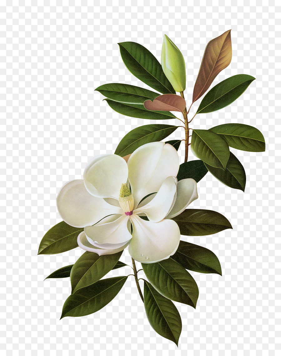 Magnolia Del Sur，Flor PNG