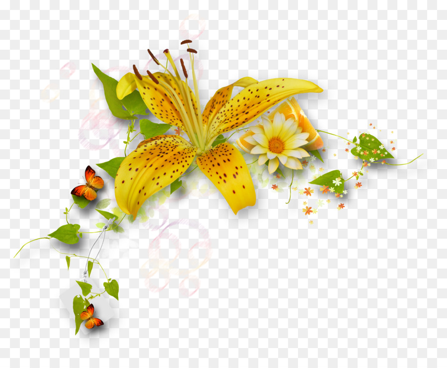 Lirio Amarillo，Margarita PNG