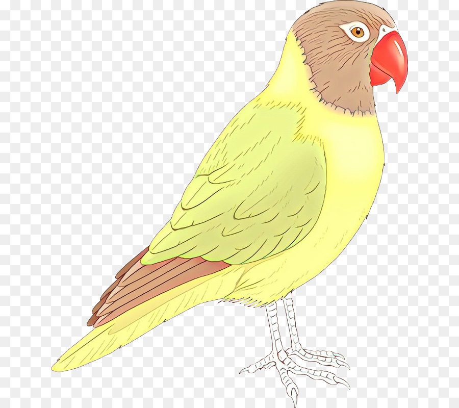 Agapornis，Guacamayo PNG