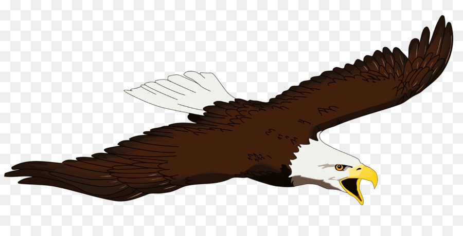 águila Calva，Aves PNG