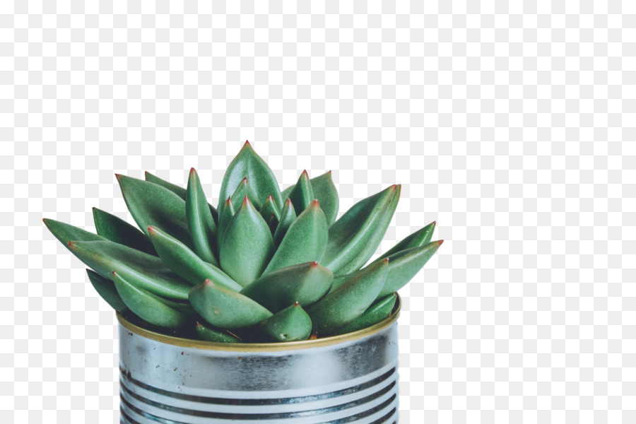 Planta Suculenta，Pexels PNG