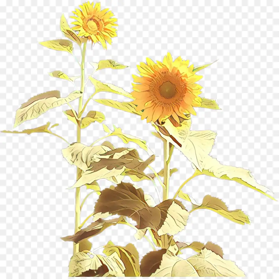 Girasoles，Flores Amarillas PNG