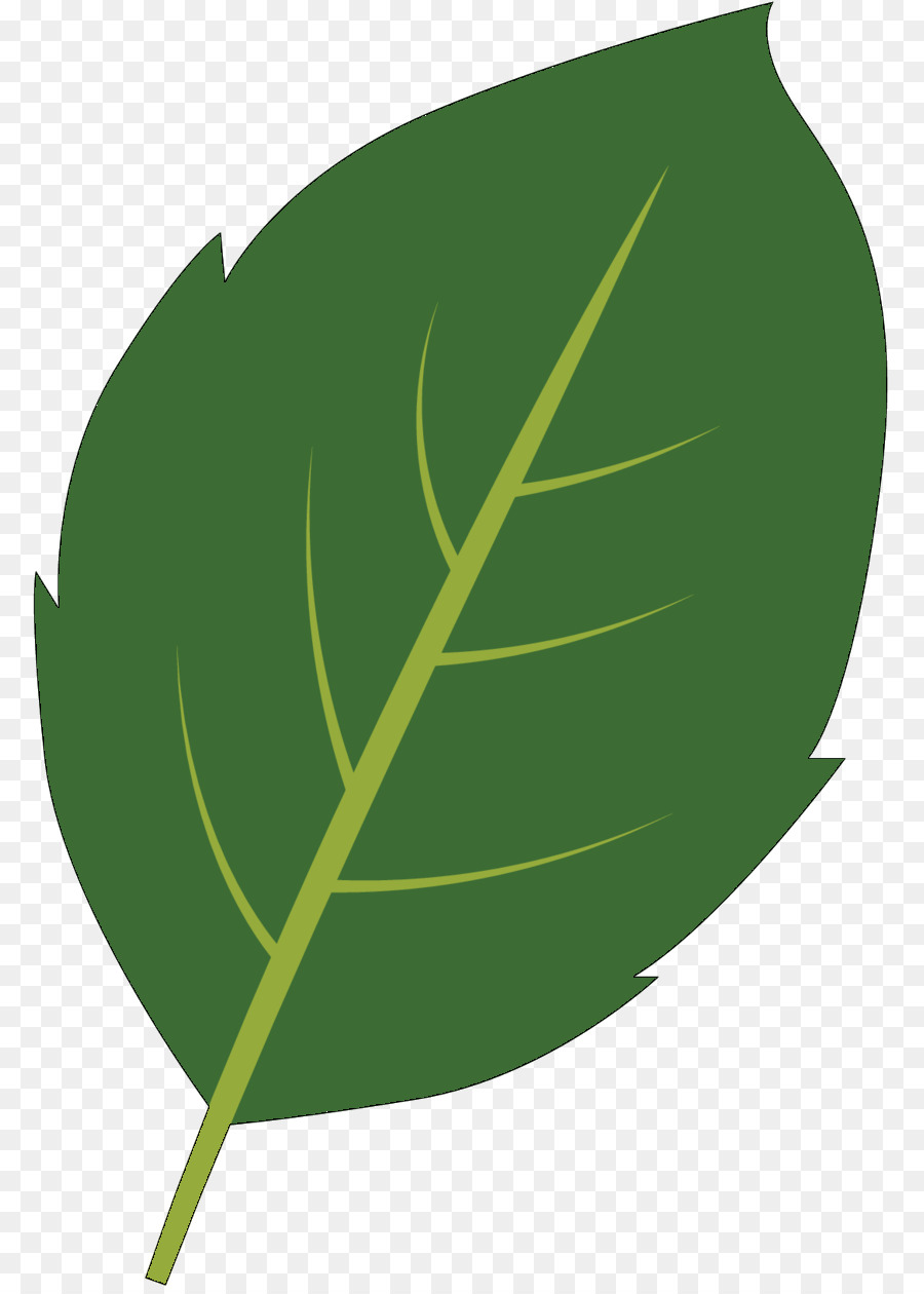 Hojas Verdes，Planta PNG