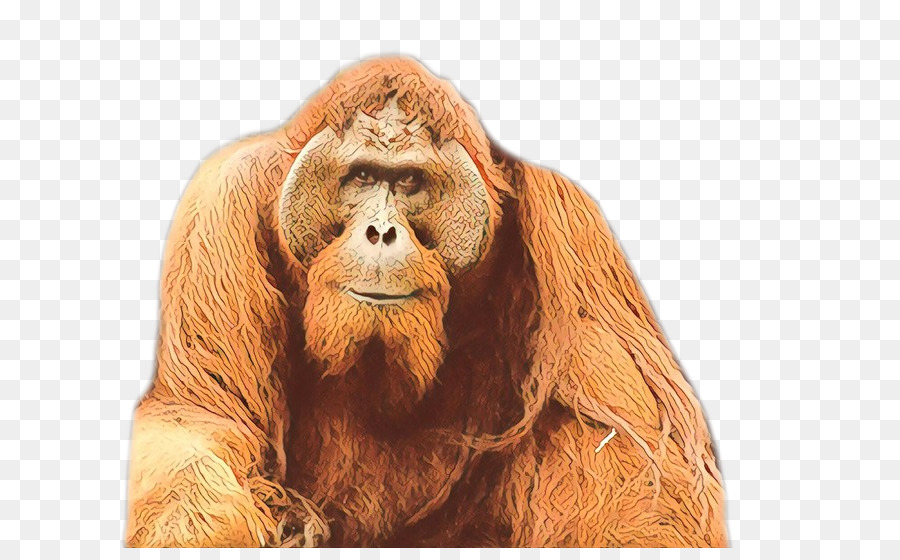 Orangután，Gorila PNG