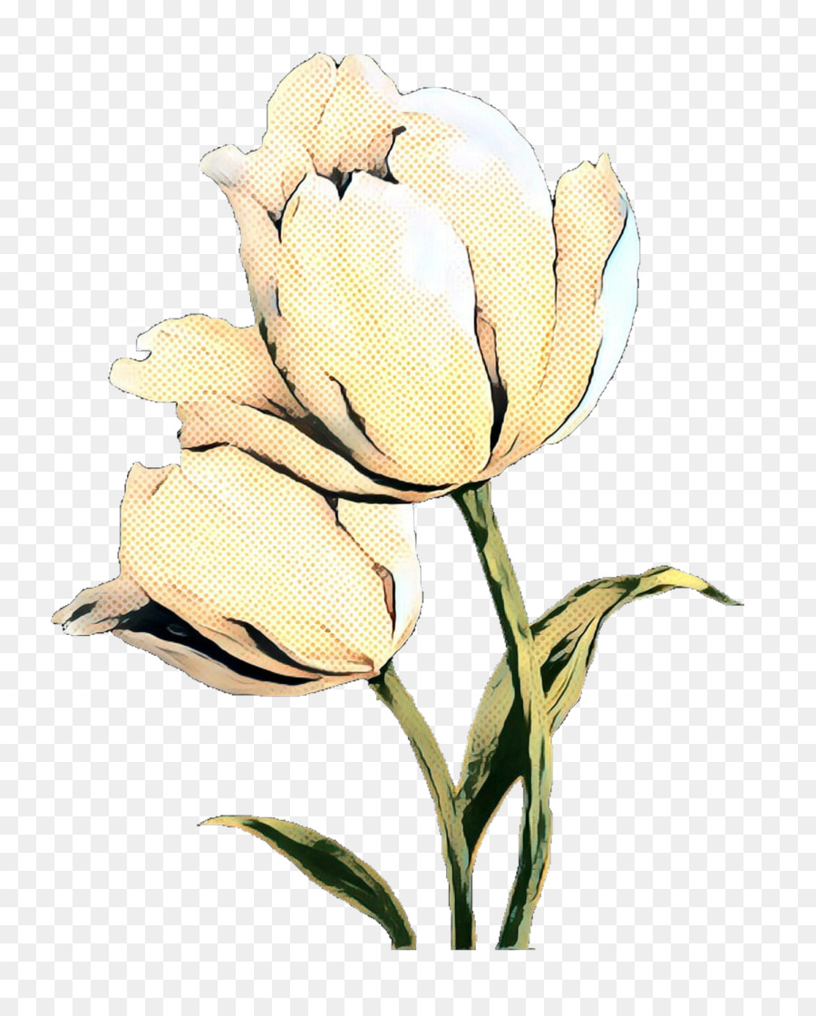 Tulip，Las Flores Cortadas PNG