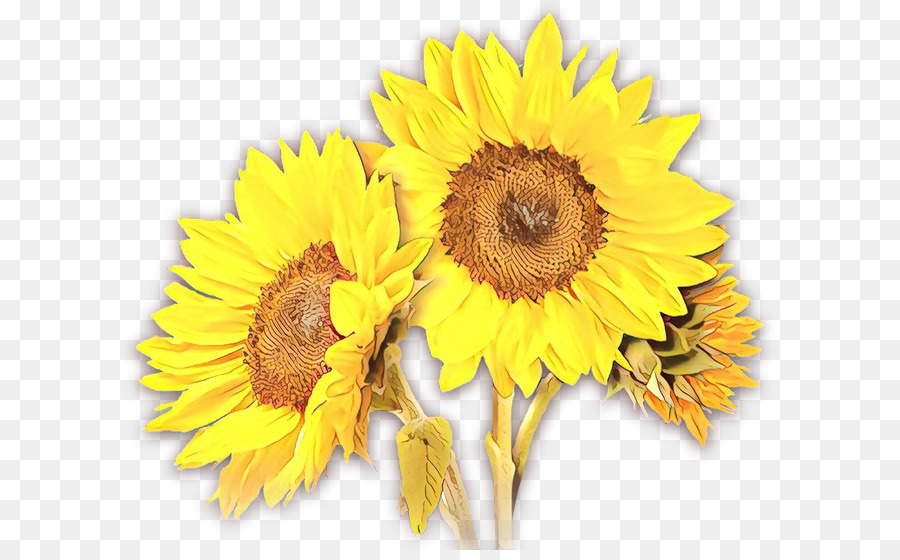 Girasol，Las Flores Cortadas PNG