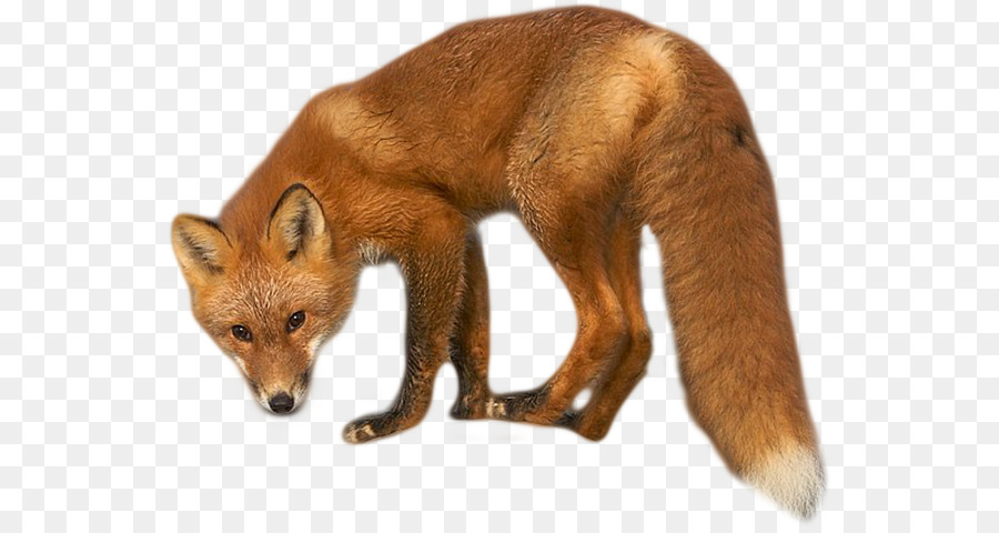 Zorro Rojo，Dhole PNG