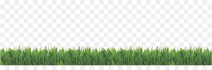 Wheatgrass，Césped PNG