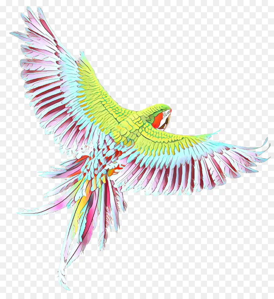 Guacamayo，Parakeet PNG