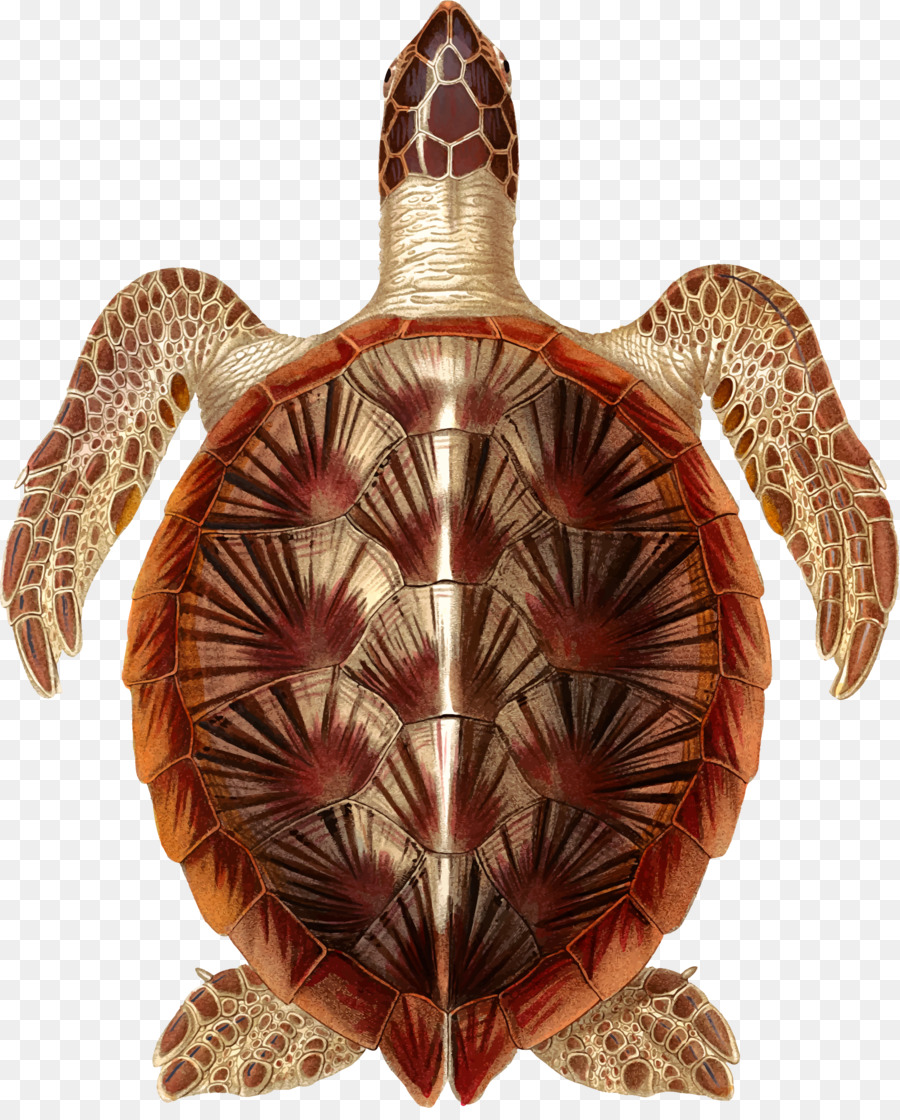 Las Tortugas De Caja，Tortuga PNG