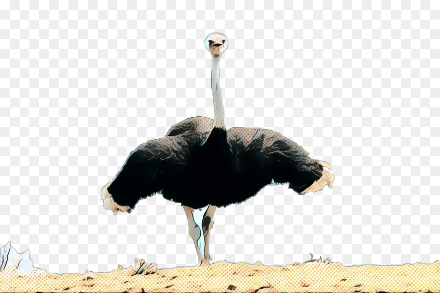 Común De Avestruz，La Fauna PNG