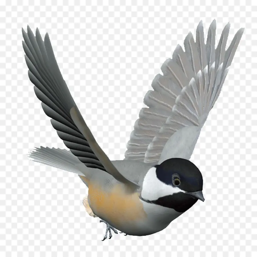 Aves，Los Comederos De Aves PNG