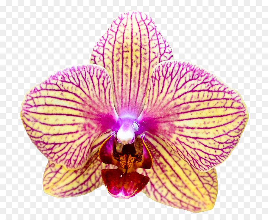 La Polilla De Las Orquídeas，Las Orquídeas PNG