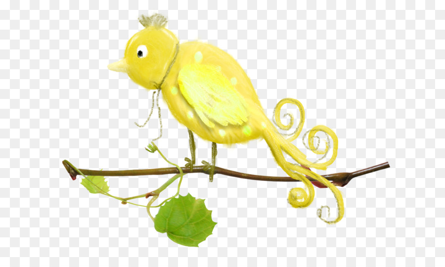 Parakeet，Pico PNG