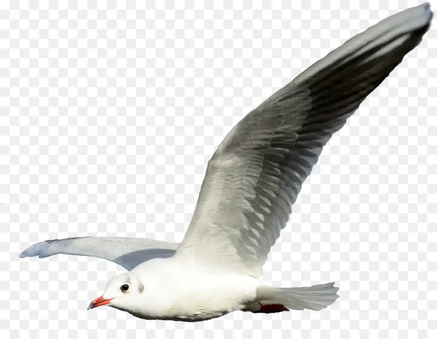 Las Gaviotas，Vuelo PNG