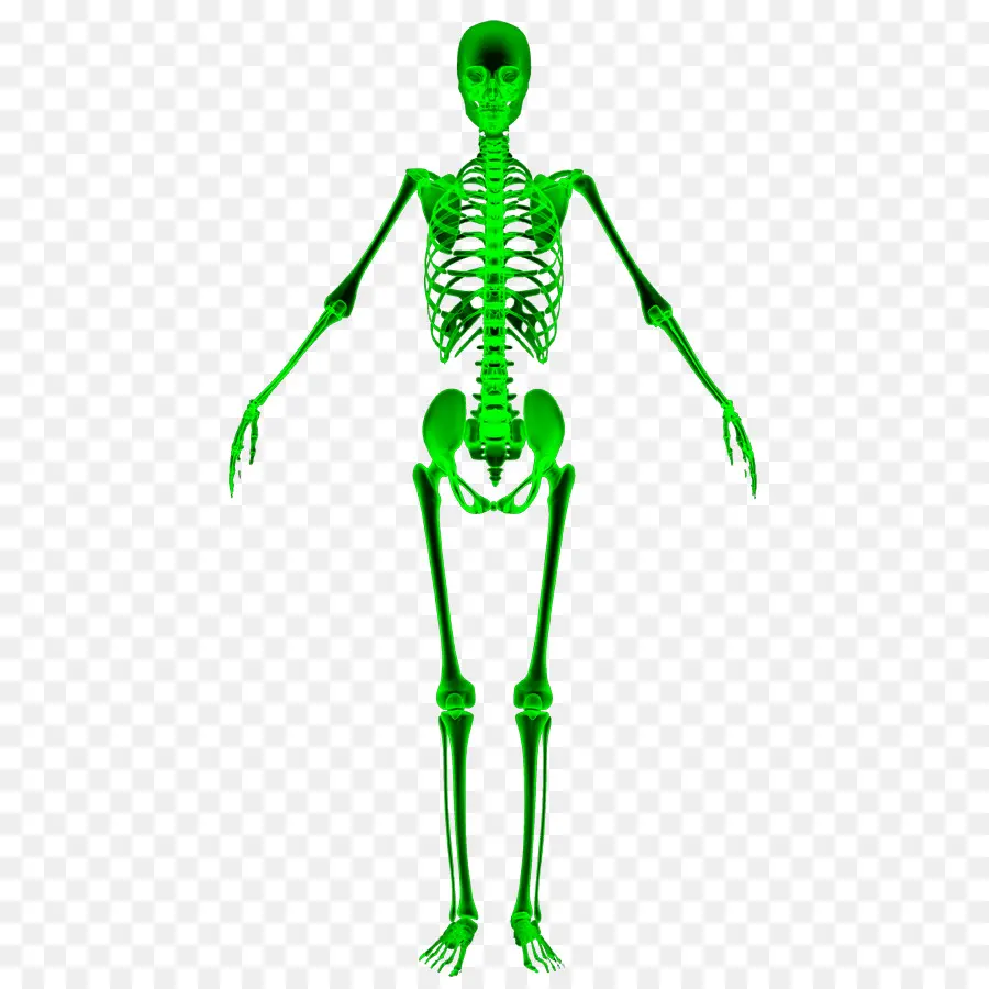 Esqueleto Verde，Anatomía PNG