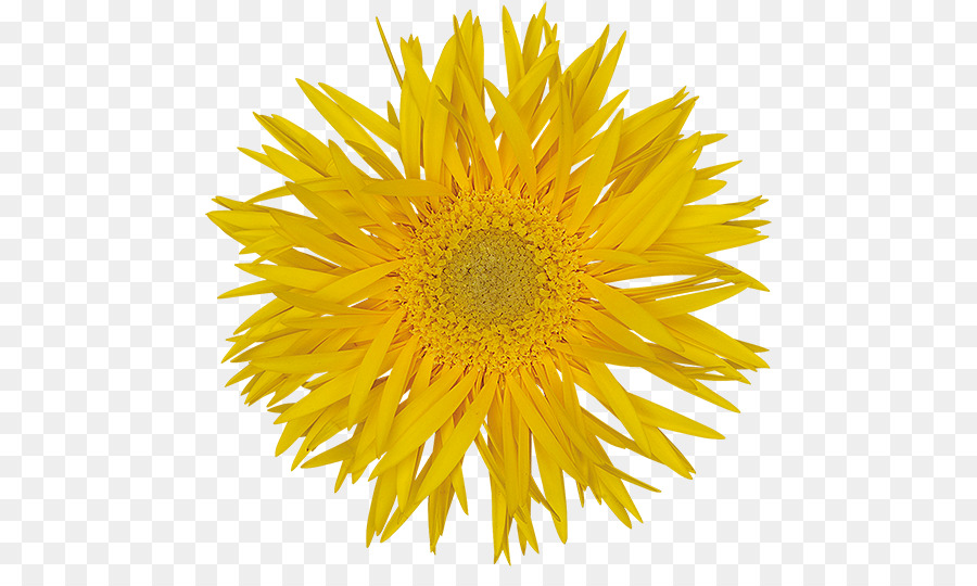 Girasol Amarillo，Planta PNG