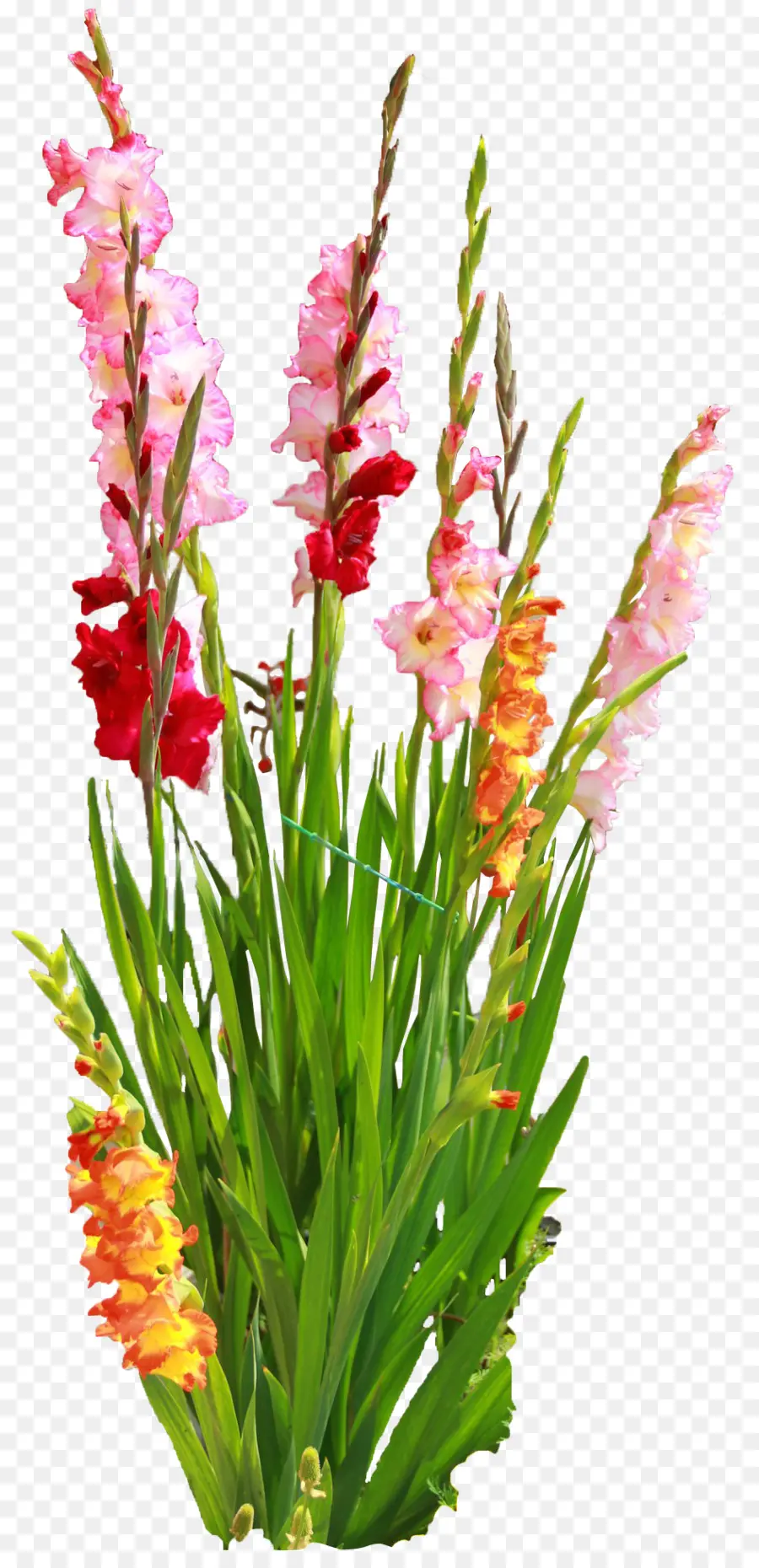 Gladiolo，Flor PNG