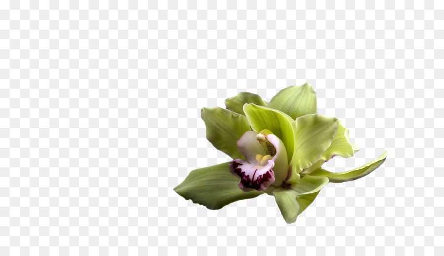 Las Orquídeas，Flor PNG