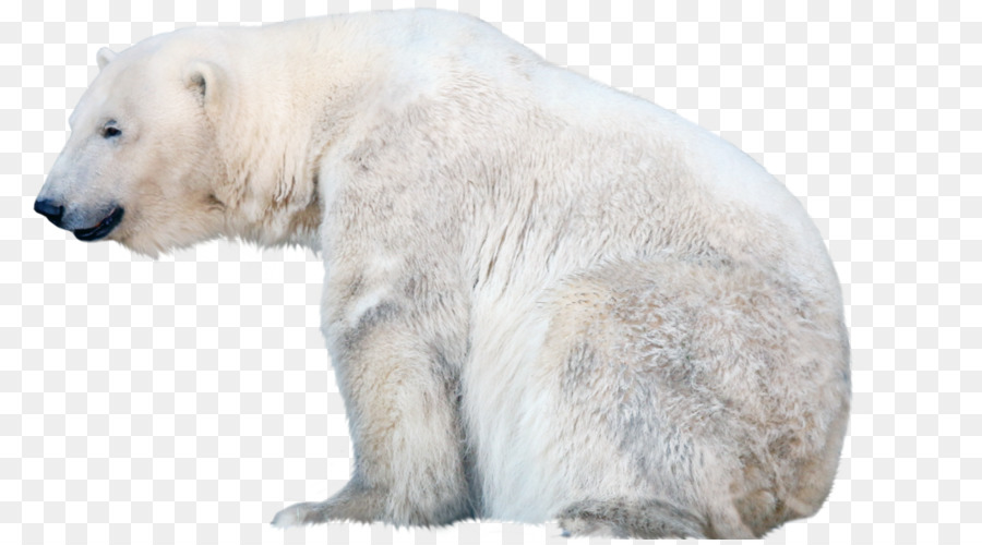 Oso Polar，Blanco PNG