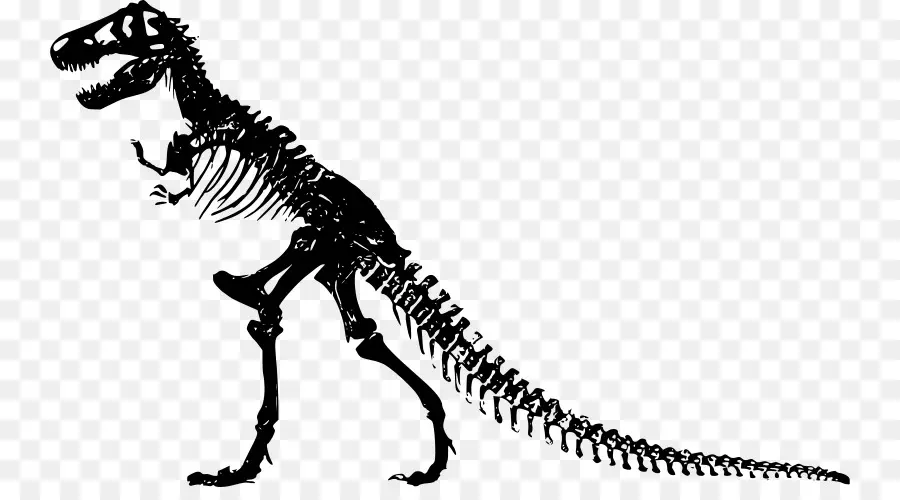 Tyrannosaurus，Dinosaurio PNG