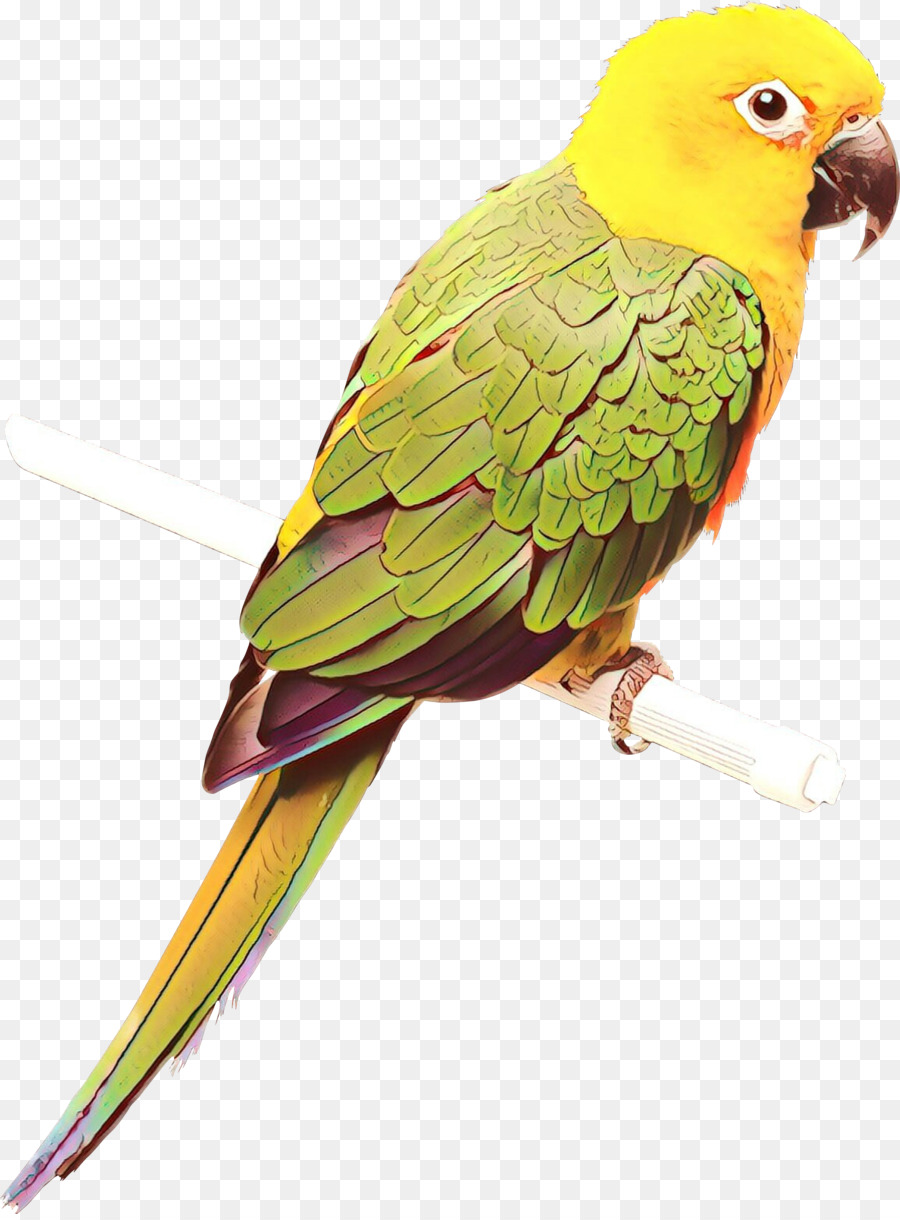 Perico，Pájaro PNG