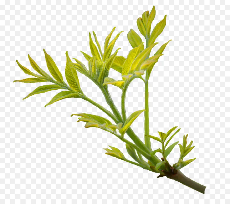 Planta，Hojas PNG