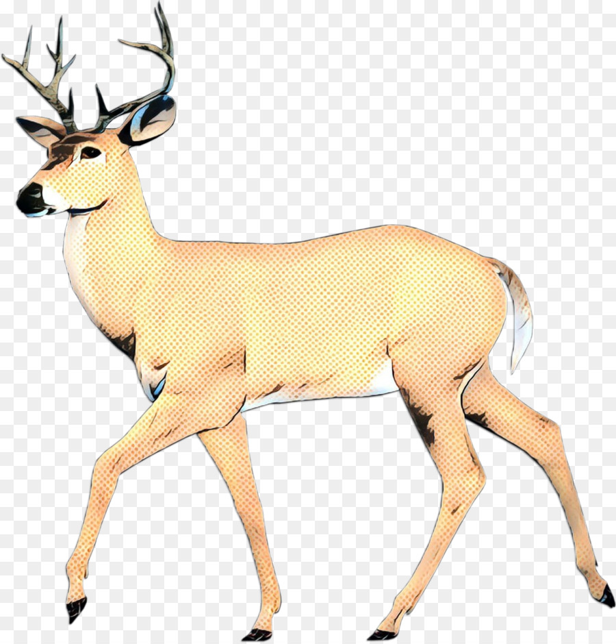 Whitetailed Ciervo，Los Ciervos PNG