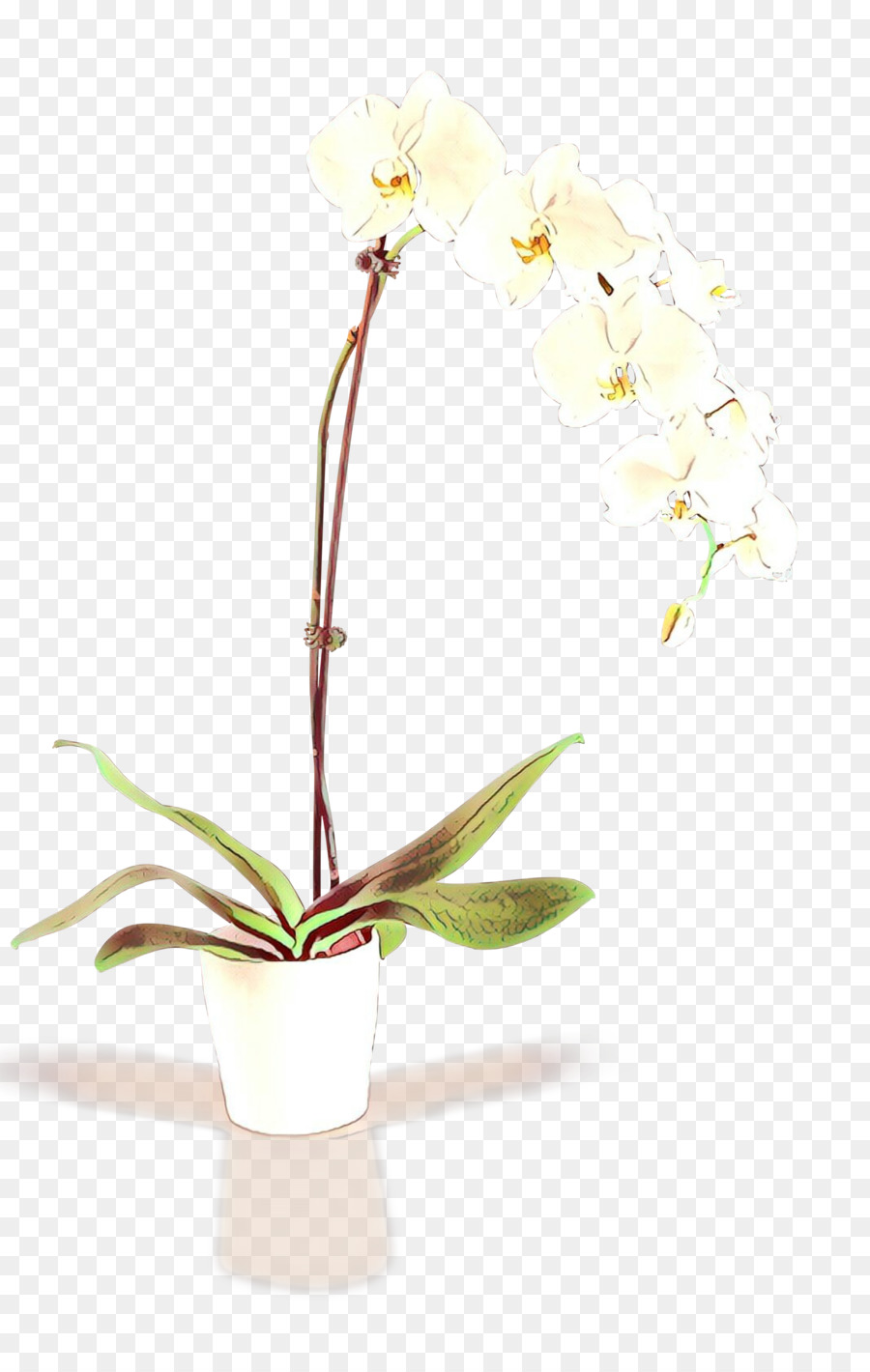 Planta De Orquídea，Flor PNG